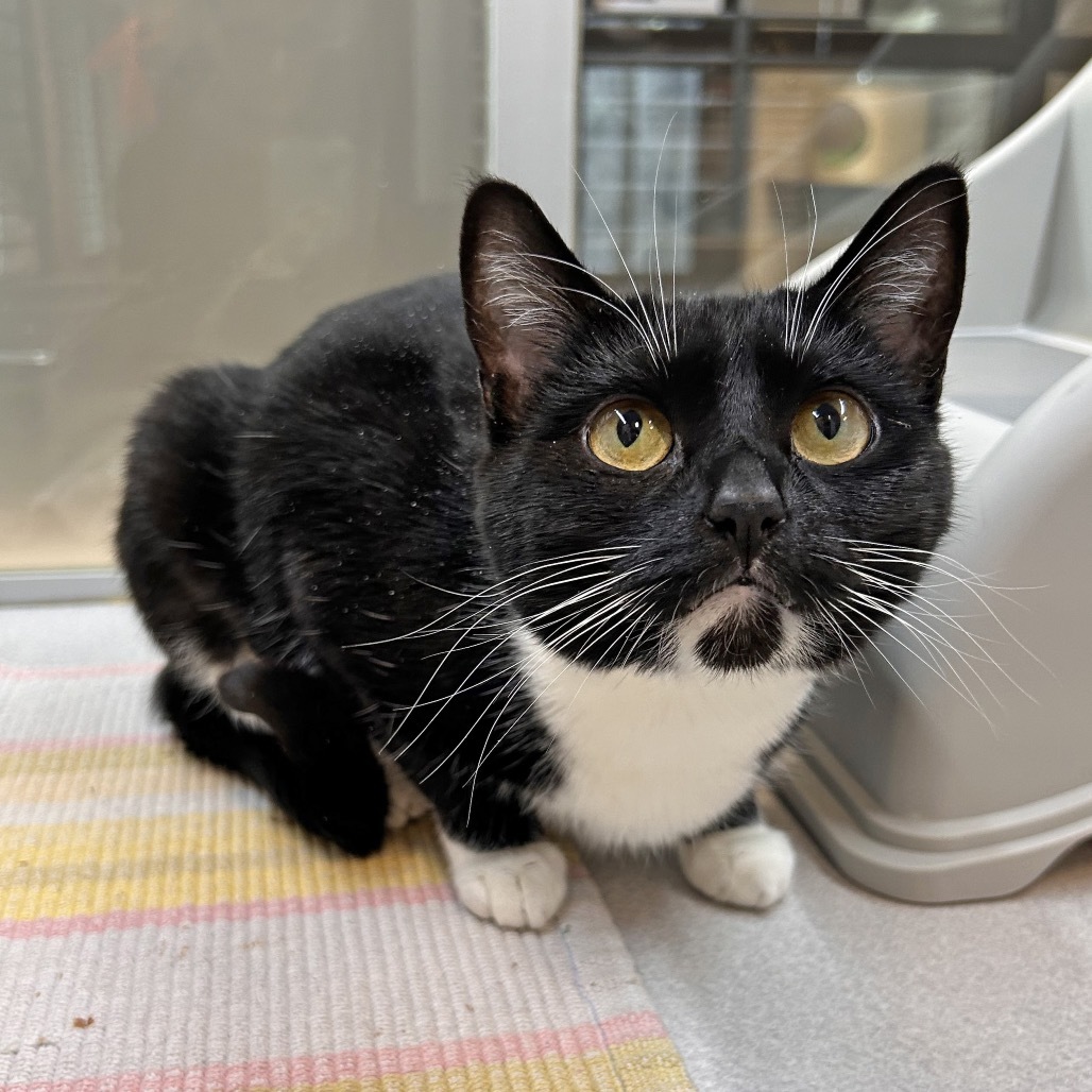 Jitterbug, an adoptable Domestic Short Hair in Hailey, ID, 83333 | Photo Image 2