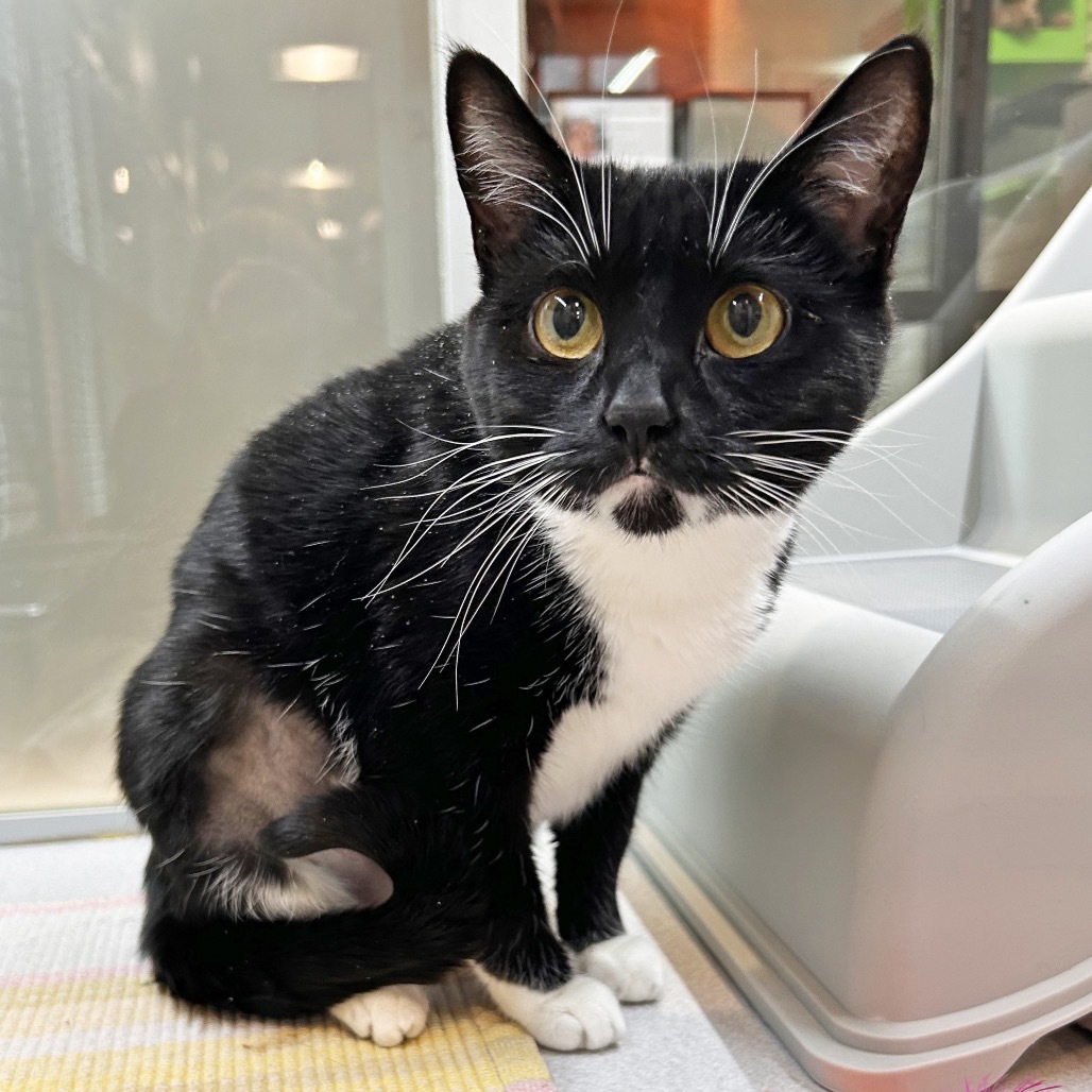 Jitterbug, an adoptable Domestic Short Hair in Hailey, ID, 83333 | Photo Image 3