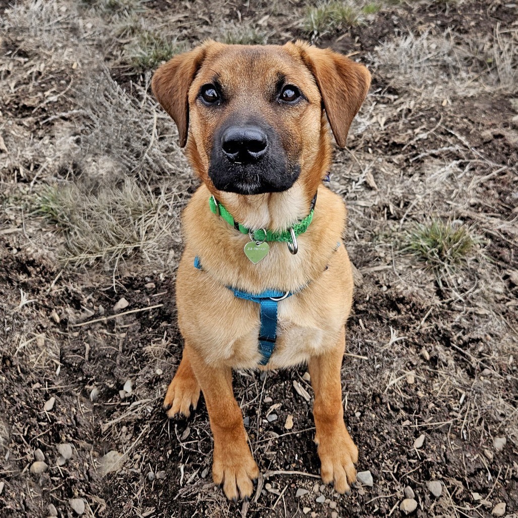 Ramus, an adoptable Mixed Breed in Hailey, ID, 83333 | Photo Image 1