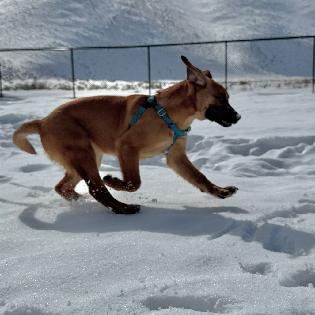 Ramus, an adoptable Mixed Breed in Hailey, ID, 83333 | Photo Image 2