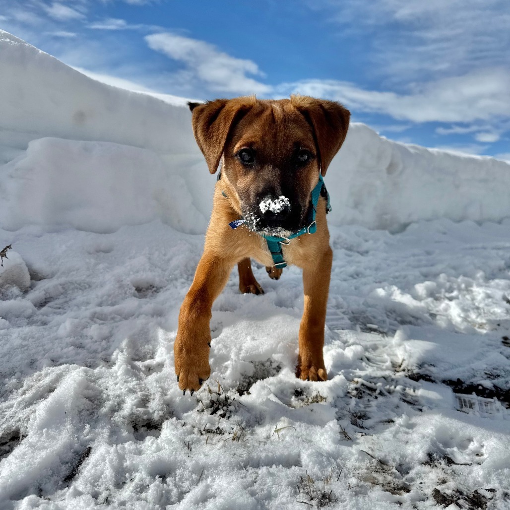 Ramus, an adoptable Mixed Breed in Hailey, ID, 83333 | Photo Image 3