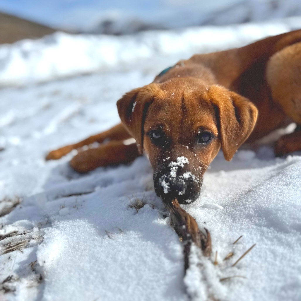 Ramus, an adoptable Mixed Breed in Hailey, ID, 83333 | Photo Image 4
