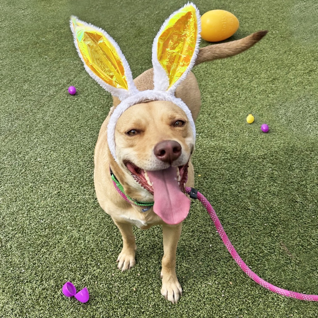 Bridgette, an adoptable Mixed Breed in Hailey, ID, 83333 | Photo Image 1