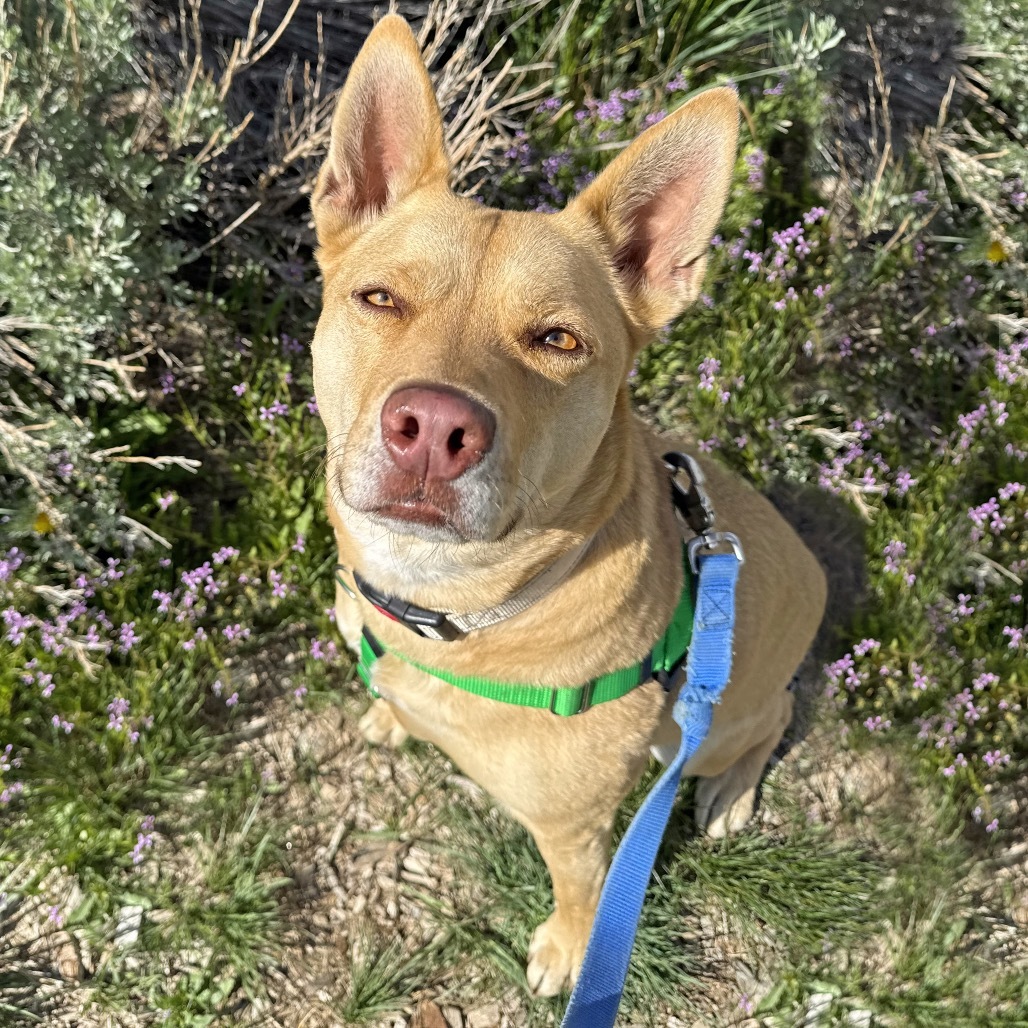 Bridgette, an adoptable Mixed Breed in Hailey, ID, 83333 | Photo Image 1