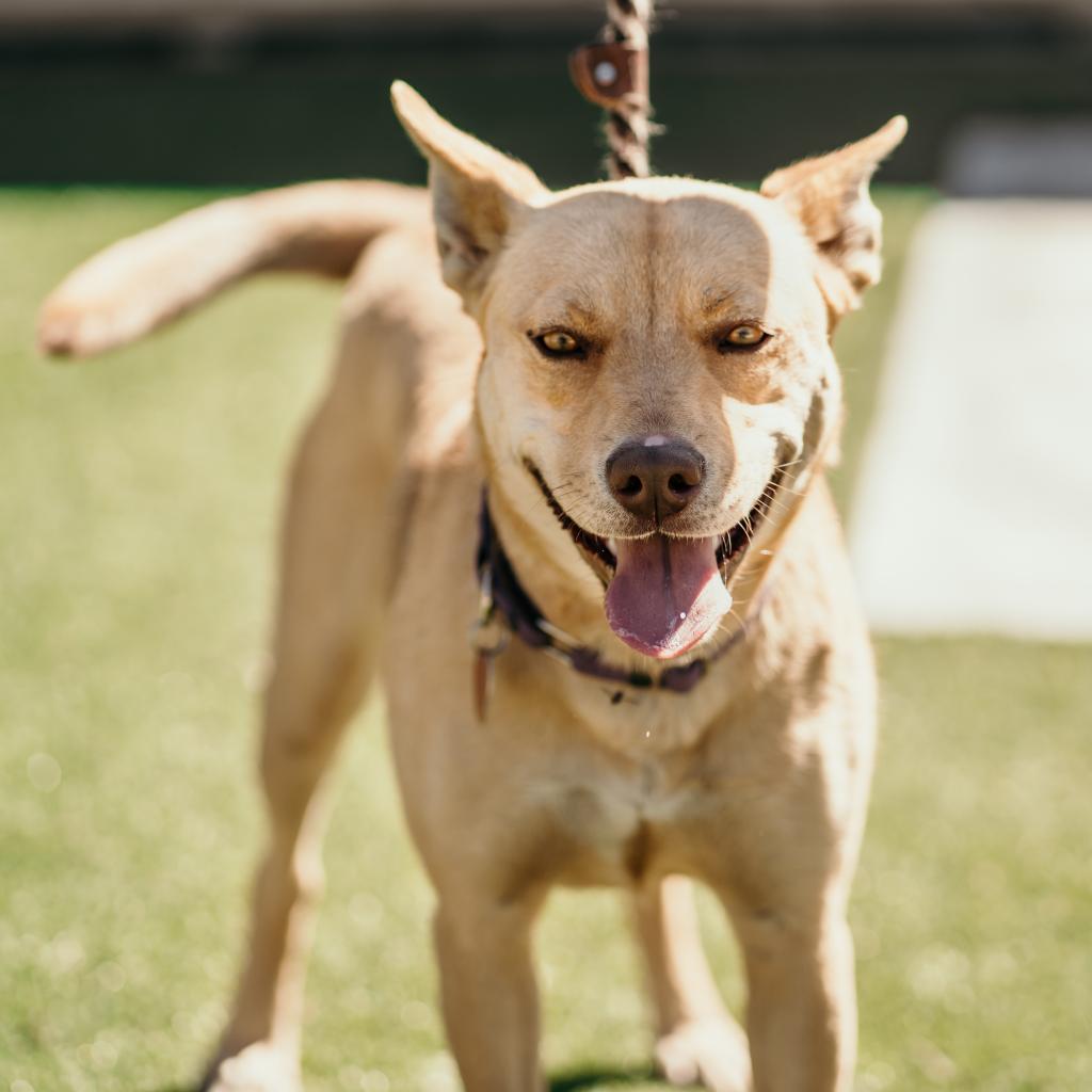 Bridgette, an adoptable Mixed Breed in Hailey, ID, 83333 | Photo Image 2