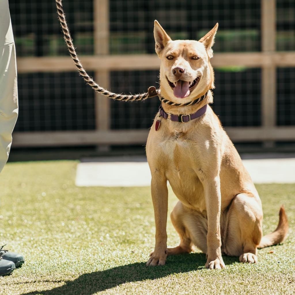 Bridgette, an adoptable Mixed Breed in Hailey, ID, 83333 | Photo Image 3