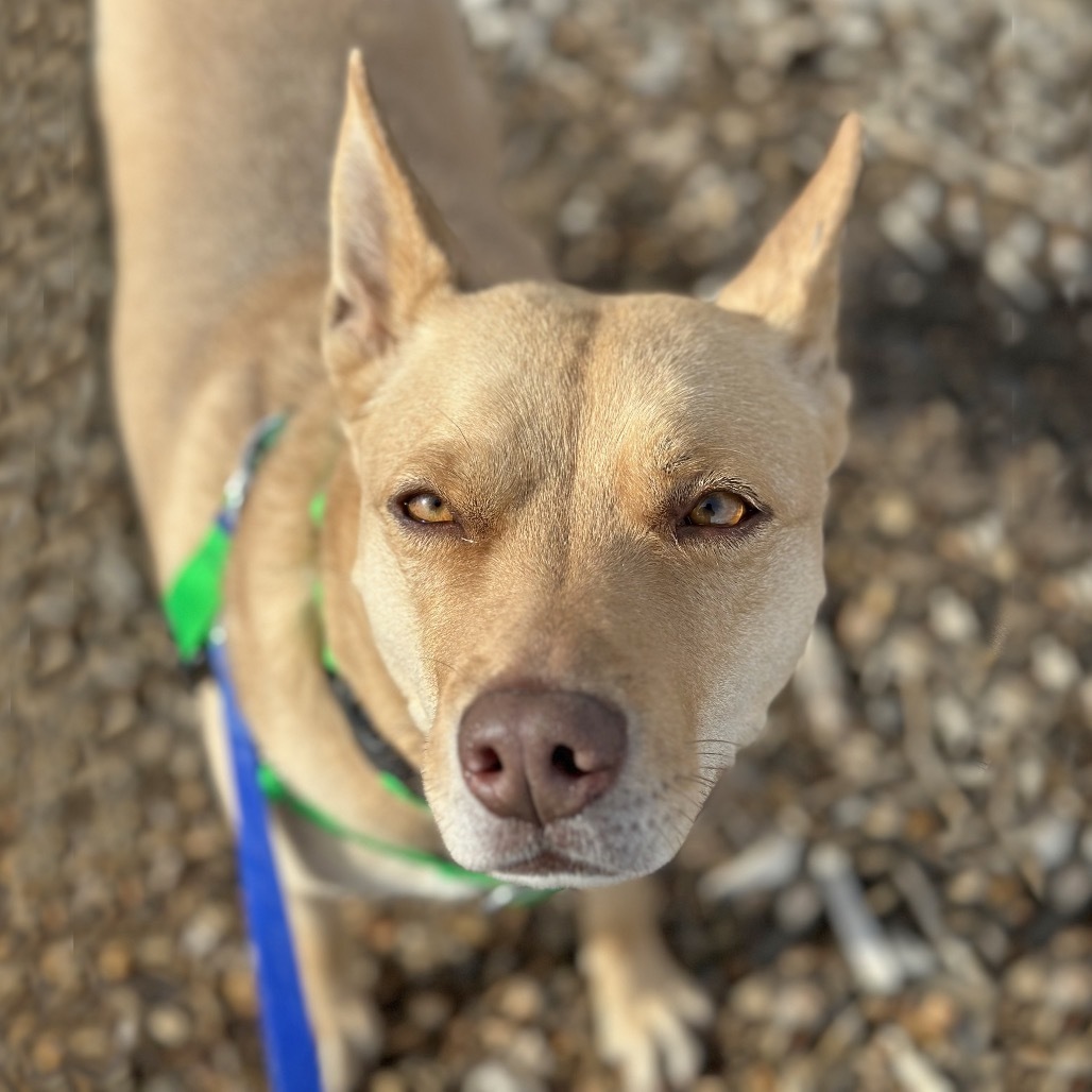 Bridgette, an adoptable Mixed Breed in Hailey, ID, 83333 | Photo Image 4