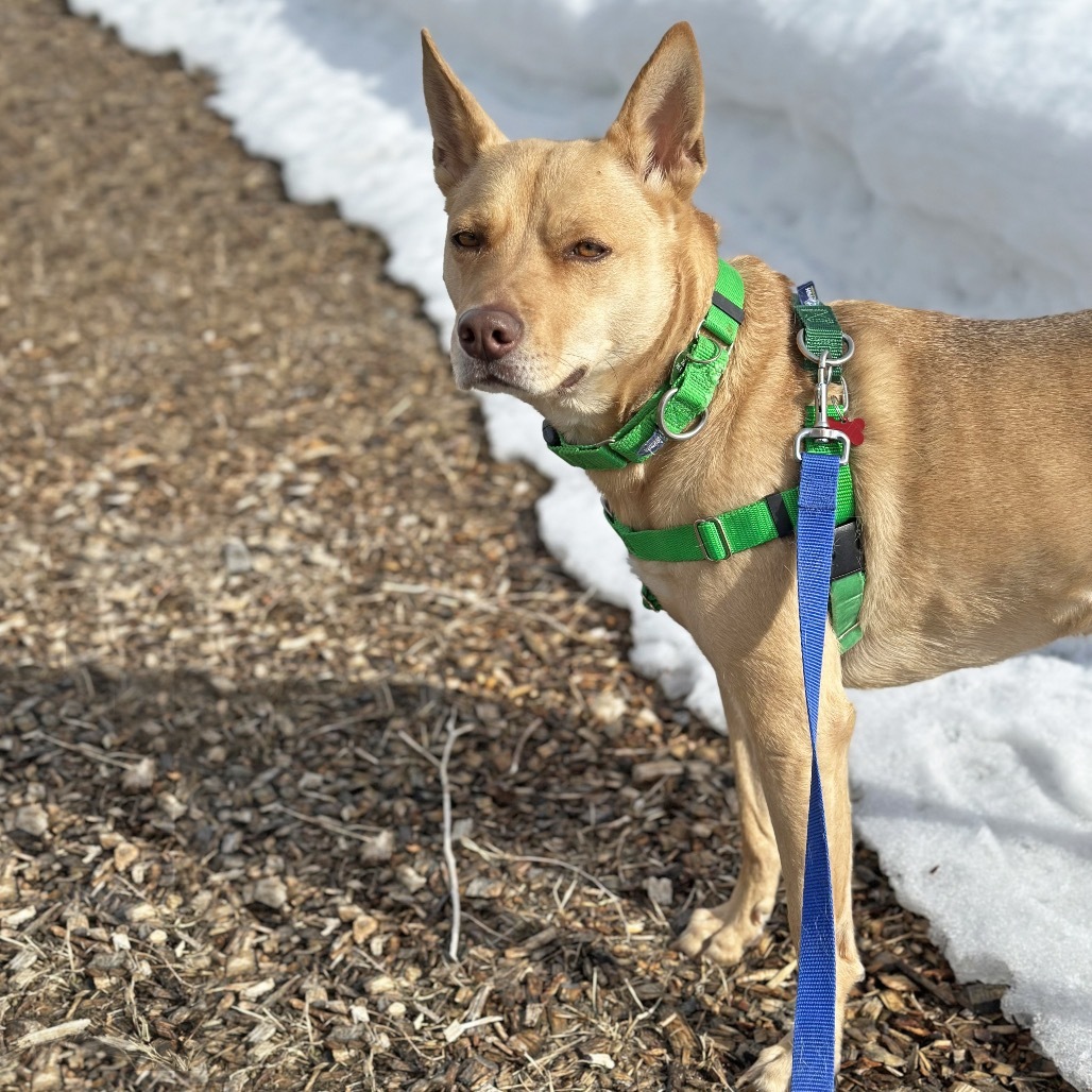 Bridgette, an adoptable Mixed Breed in Hailey, ID, 83333 | Photo Image 5