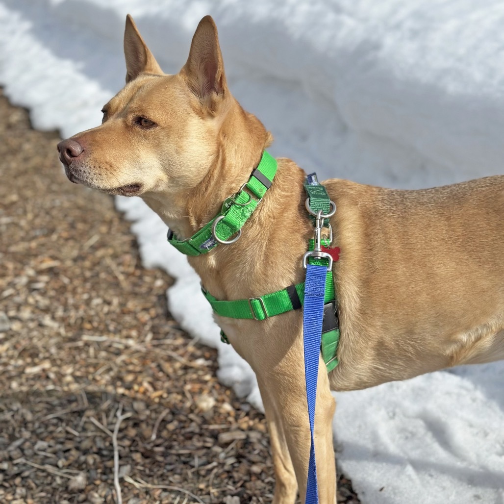 Bridgette, an adoptable Mixed Breed in Hailey, ID, 83333 | Photo Image 6