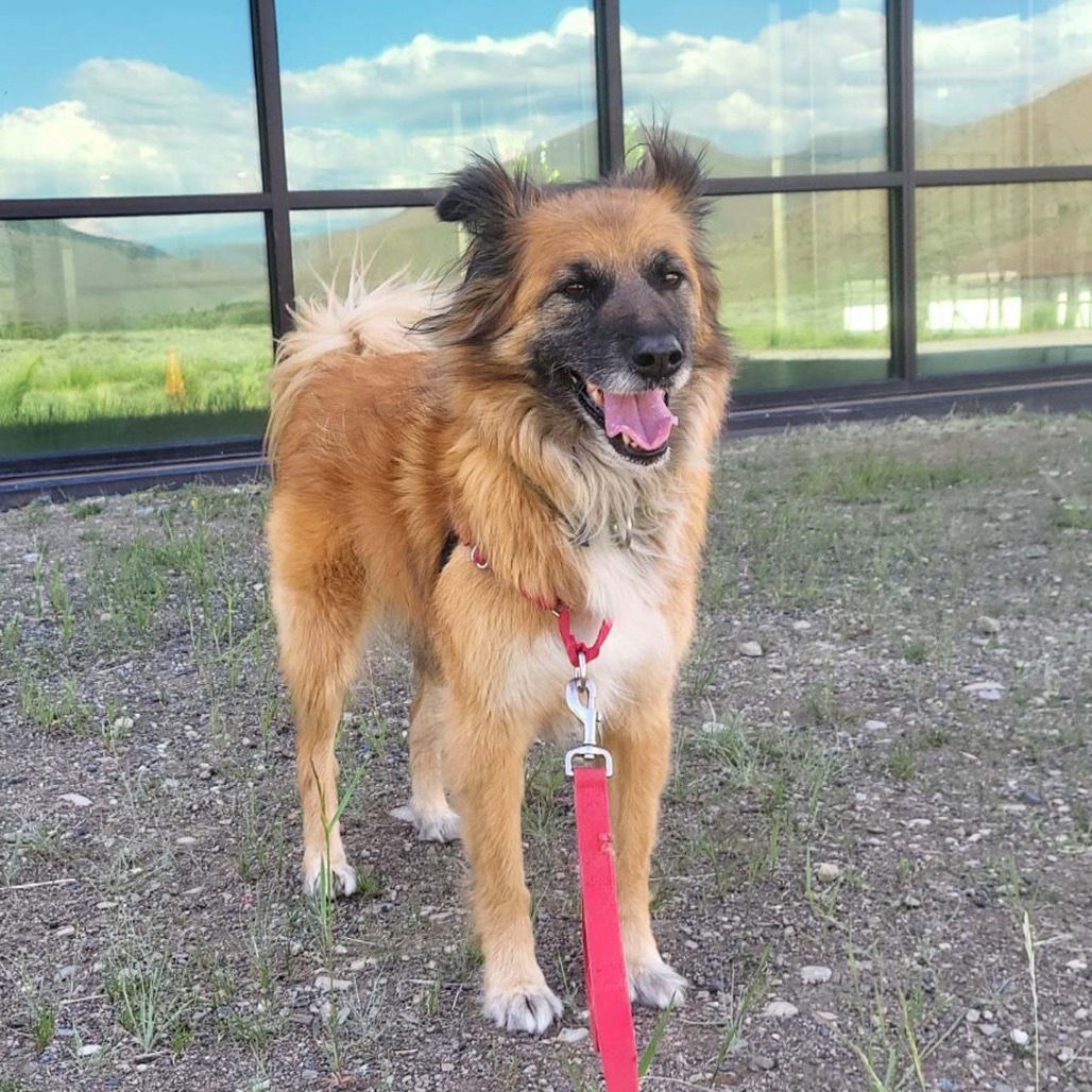 Suzy, an adoptable Mixed Breed in Hailey, ID, 83333 | Photo Image 1