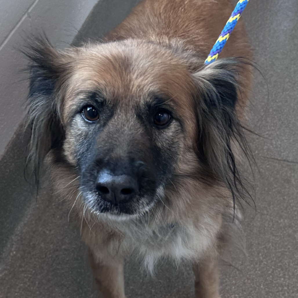 Suzy, an adoptable Mixed Breed in Hailey, ID, 83333 | Photo Image 1