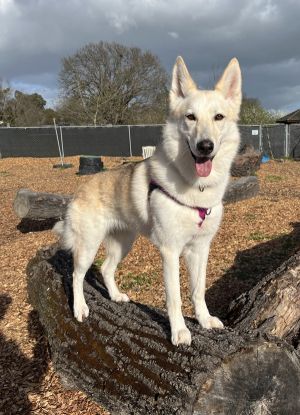 Skye