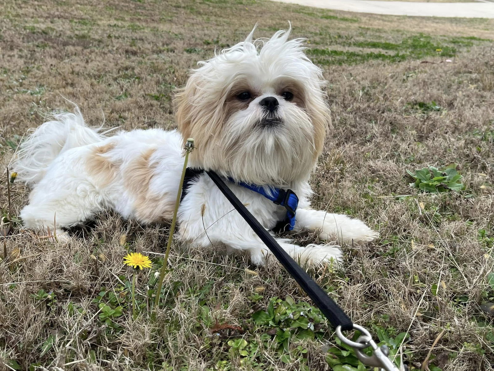 Gizmo