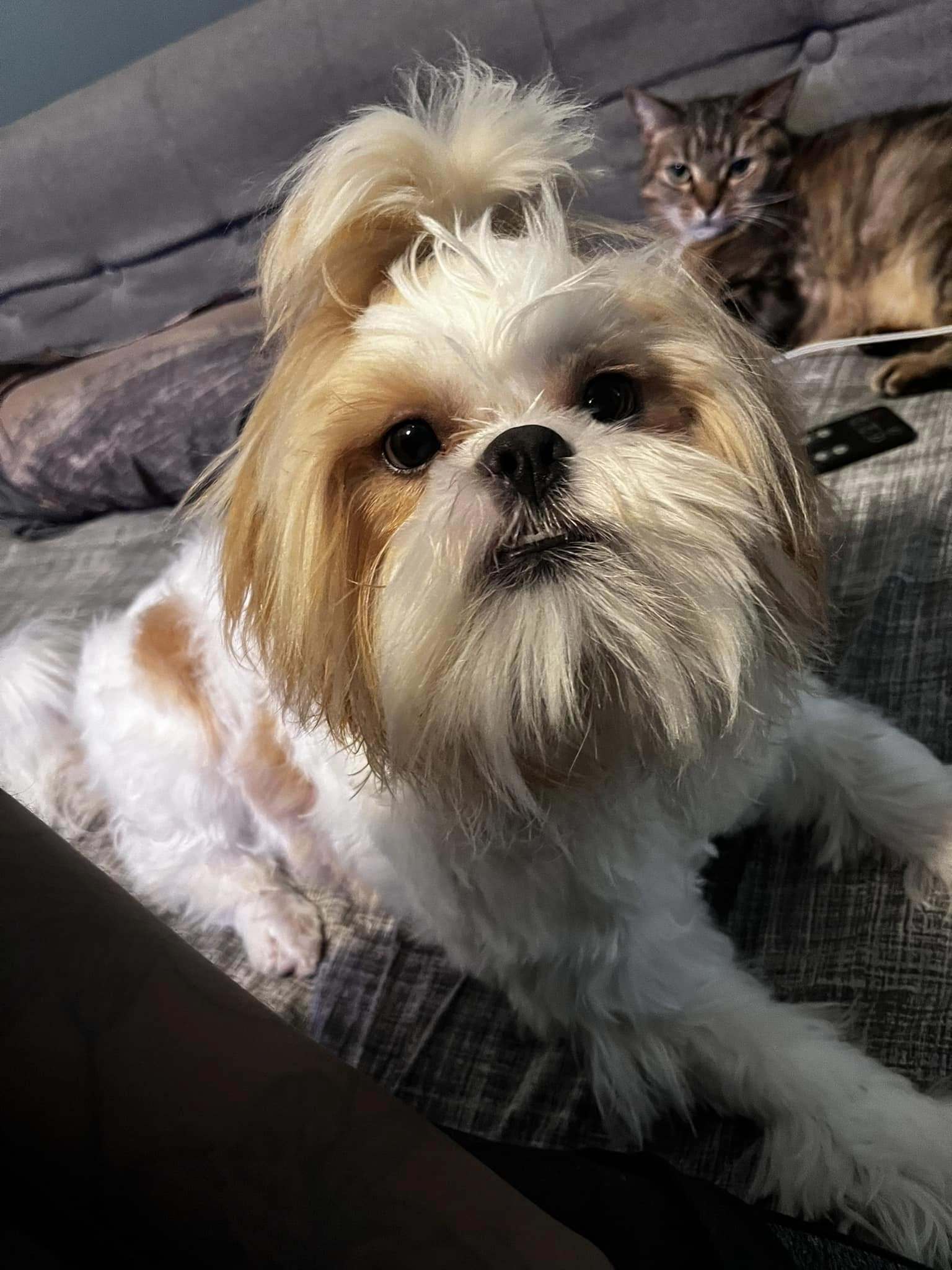 Gizmo