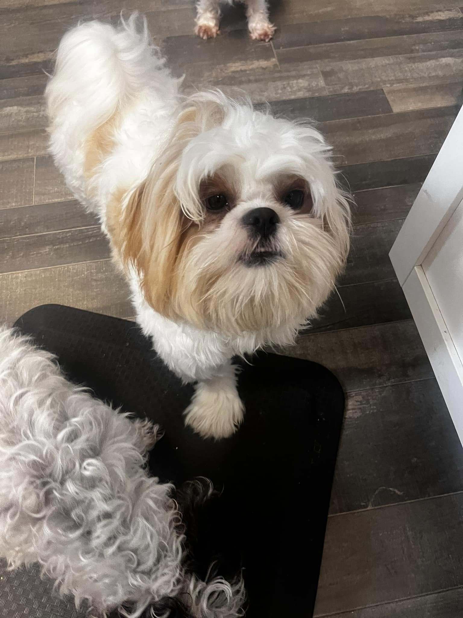 Gizmo