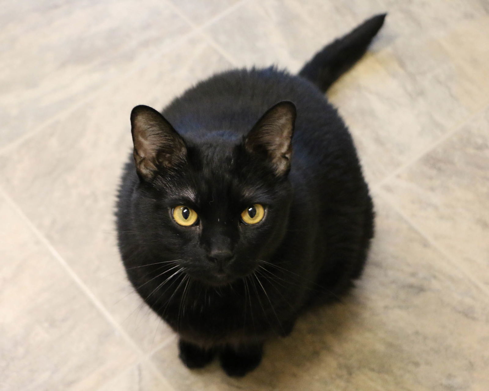 Chunk Norris, an adoptable Domestic Short Hair in Fargo, ND, 58103 | Photo Image 1