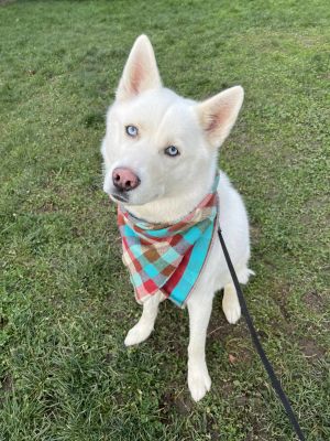 Animal Profile Koda is a four-year-old 60 lb neutered male Husky who is ready for a fun-loving fami