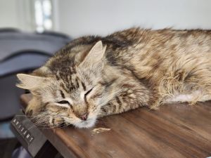 Sorrengail, Adult Female Maine Coon