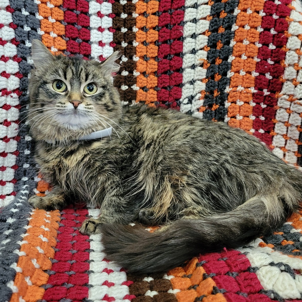 Sasha, an adoptable Domestic Long Hair in Park Falls, WI, 54552 | Photo Image 1
