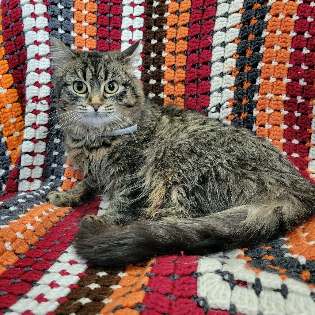 Sasha, an adoptable Domestic Long Hair in Park Falls, WI, 54552 | Photo Image 2