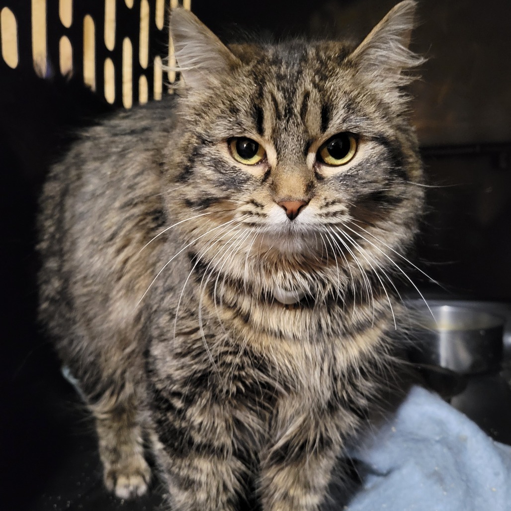 Sasha, an adoptable Domestic Long Hair in Park Falls, WI, 54552 | Photo Image 3