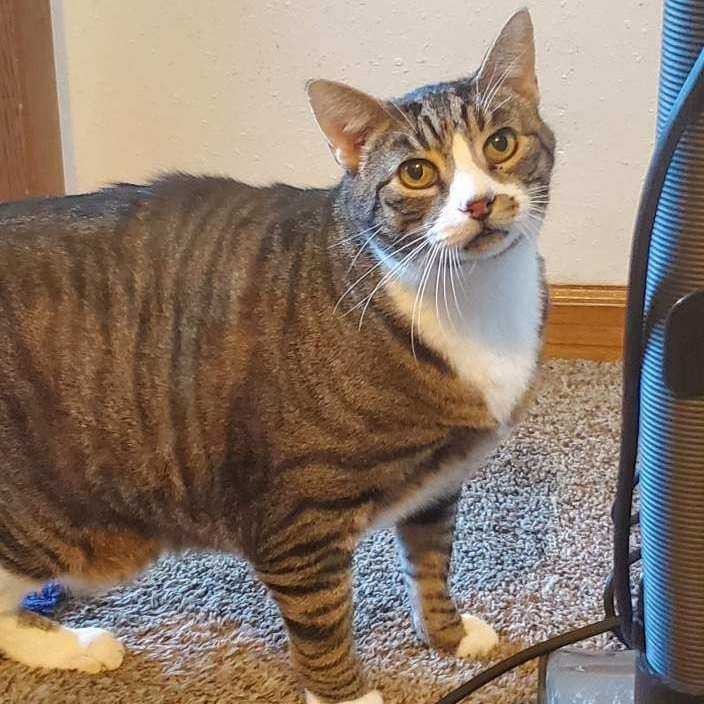 Whiskers, an adoptable Domestic Short Hair in Bismarck, ND, 58507 | Photo Image 1