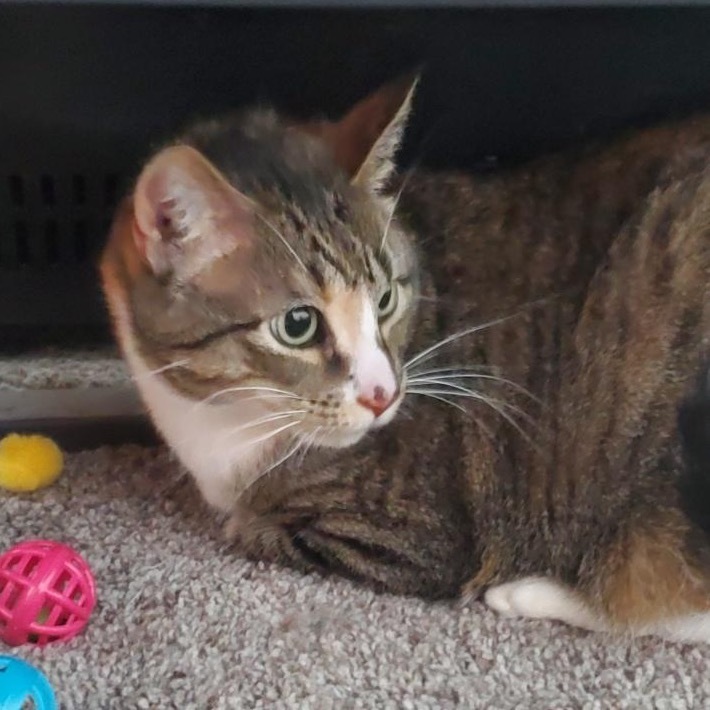 Whiskers, an adoptable Domestic Short Hair in Bismarck, ND, 58507 | Photo Image 3