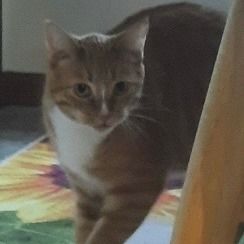 Muffin, an adoptable Domestic Short Hair in Bismarck, ND, 58507 | Photo Image 1
