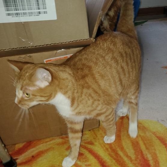 Muffin, an adoptable Domestic Short Hair in Bismarck, ND, 58507 | Photo Image 3
