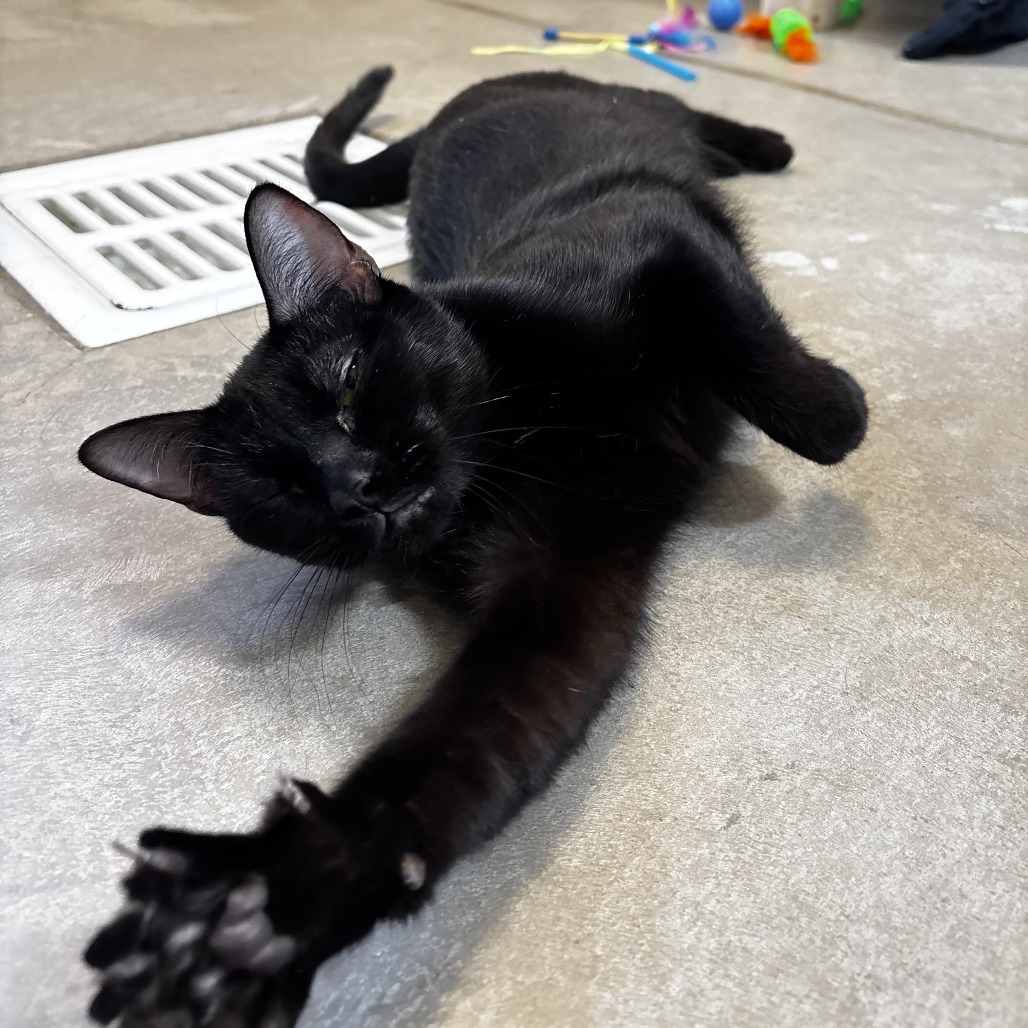 Lacy, an adoptable Domestic Short Hair in Cody, WY, 82414 | Photo Image 1