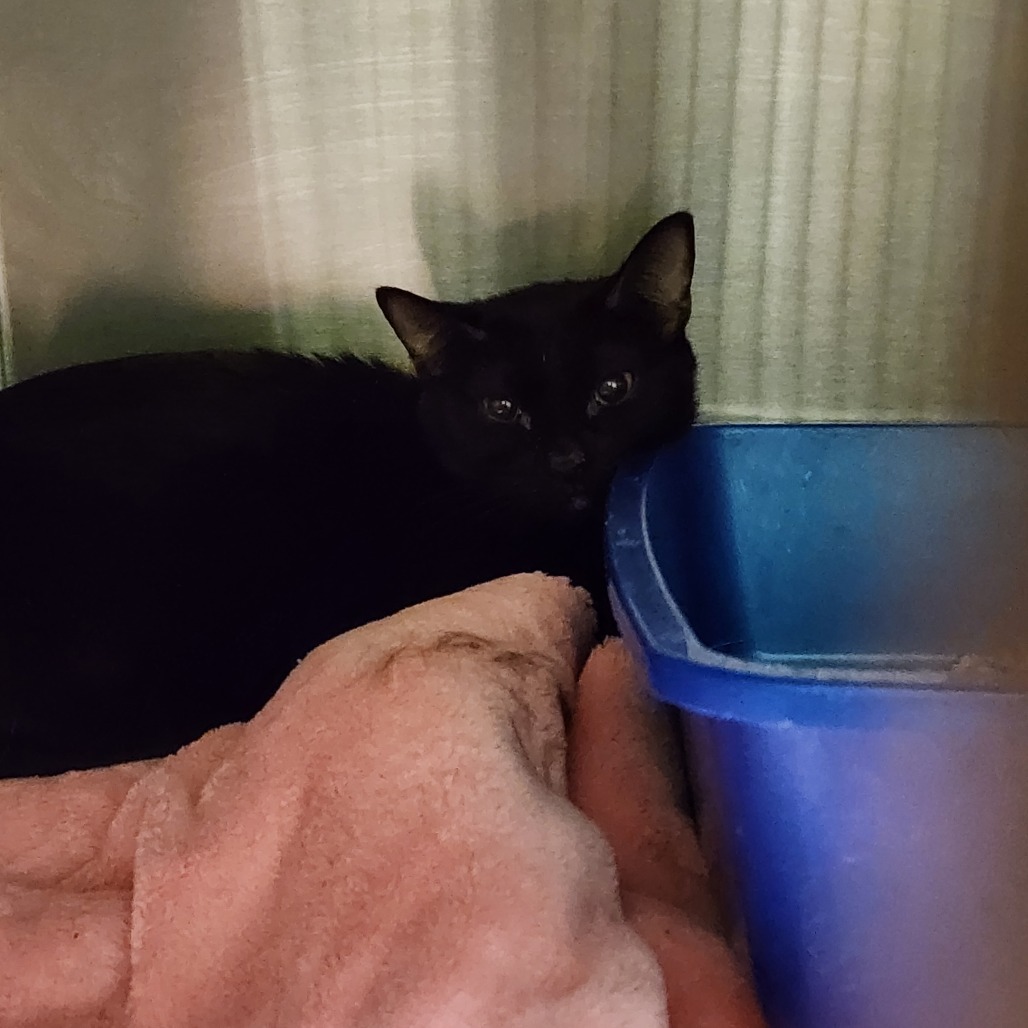 Lacy, an adoptable Domestic Short Hair in Cody, WY, 82414 | Photo Image 2