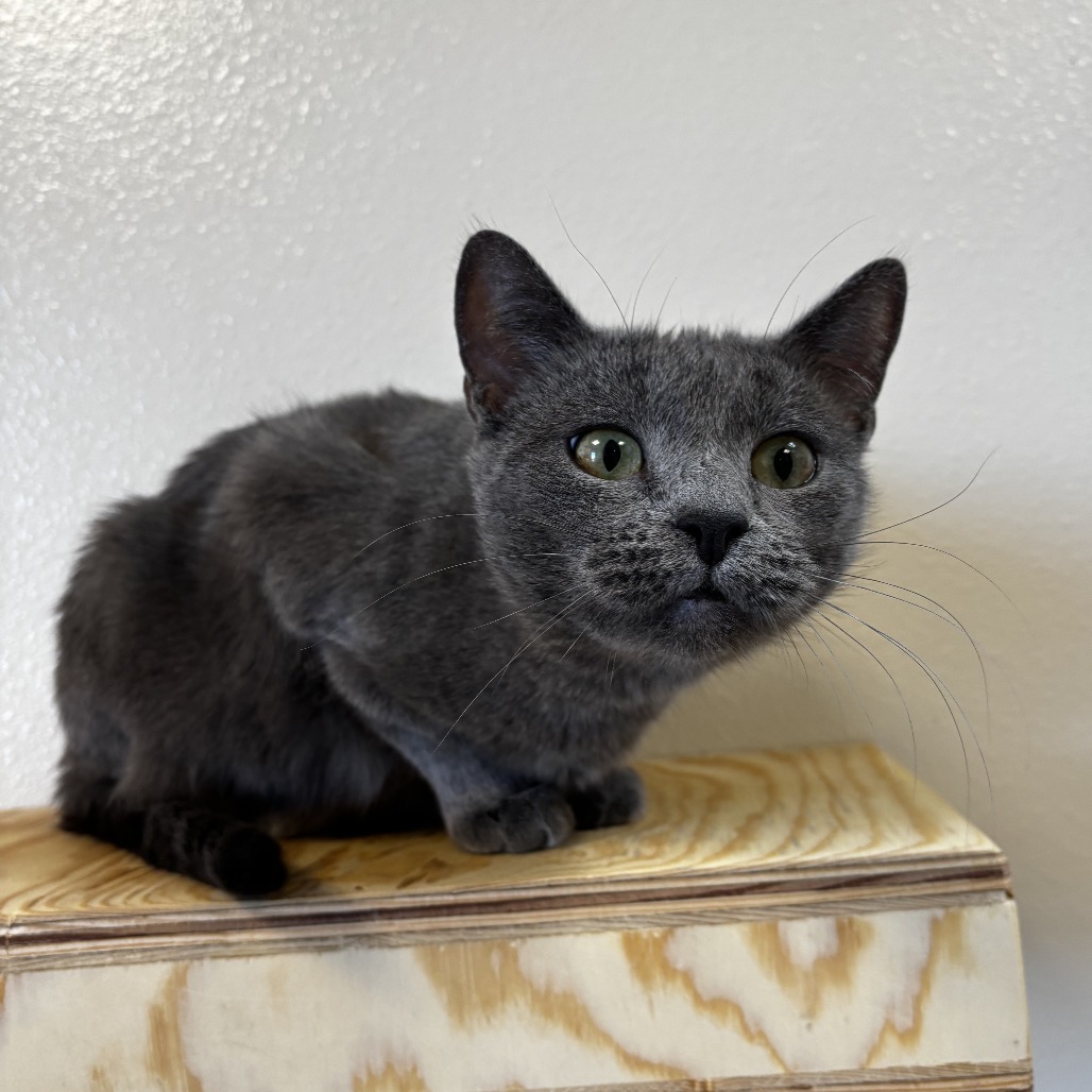 Lady Bug, an adoptable Domestic Short Hair in Cody, WY, 82414 | Photo Image 1