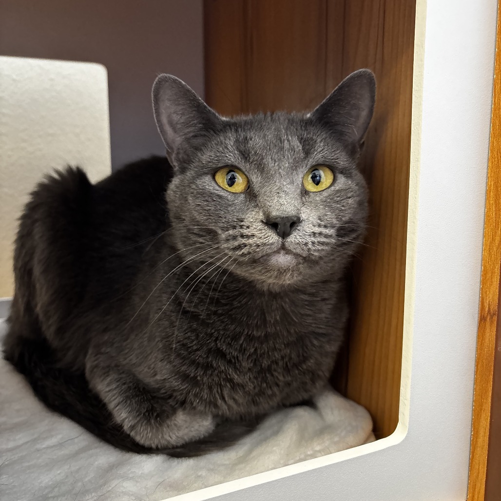 Lucy, an adoptable Domestic Short Hair in Cody, WY, 82414 | Photo Image 1