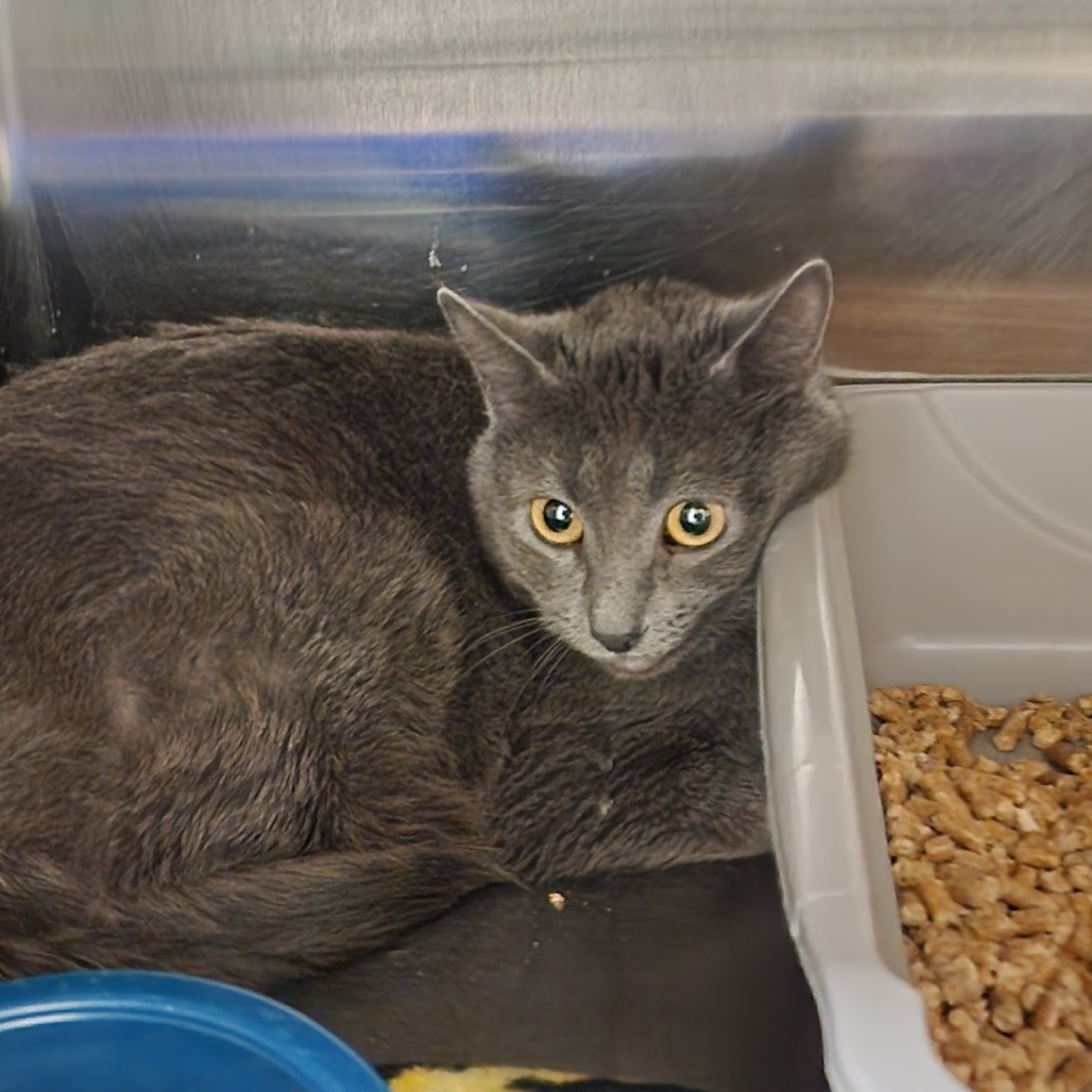 Lucy, an adoptable Domestic Short Hair in Cody, WY, 82414 | Photo Image 2