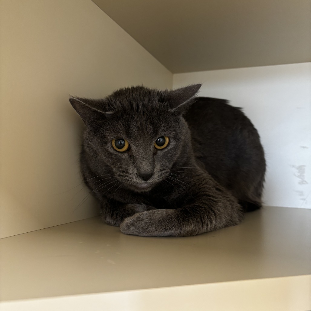 Lucy, an adoptable Domestic Short Hair in Cody, WY, 82414 | Photo Image 3