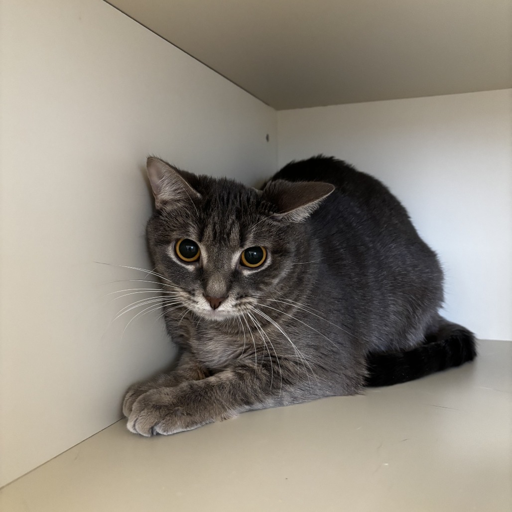 Lucky Charm, an adoptable Domestic Short Hair in Cody, WY, 82414 | Photo Image 1