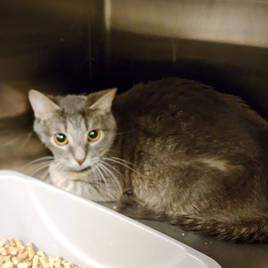 Lucky Charm, an adoptable Domestic Short Hair in Cody, WY, 82414 | Photo Image 2