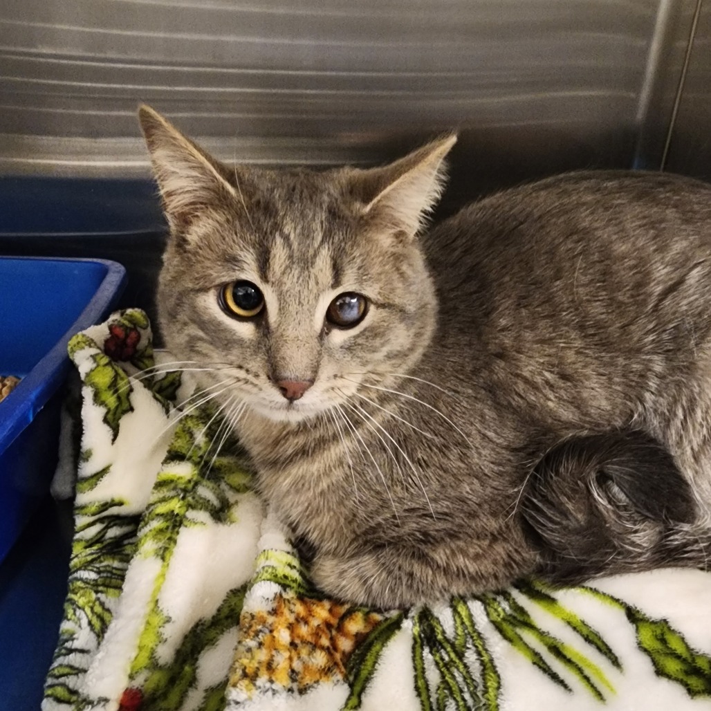 Lunar Eclipse, an adoptable Domestic Short Hair in Cody, WY, 82414 | Photo Image 1