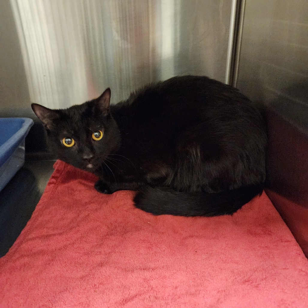 Adam, an adoptable Domestic Short Hair in Cody, WY, 82414 | Photo Image 1