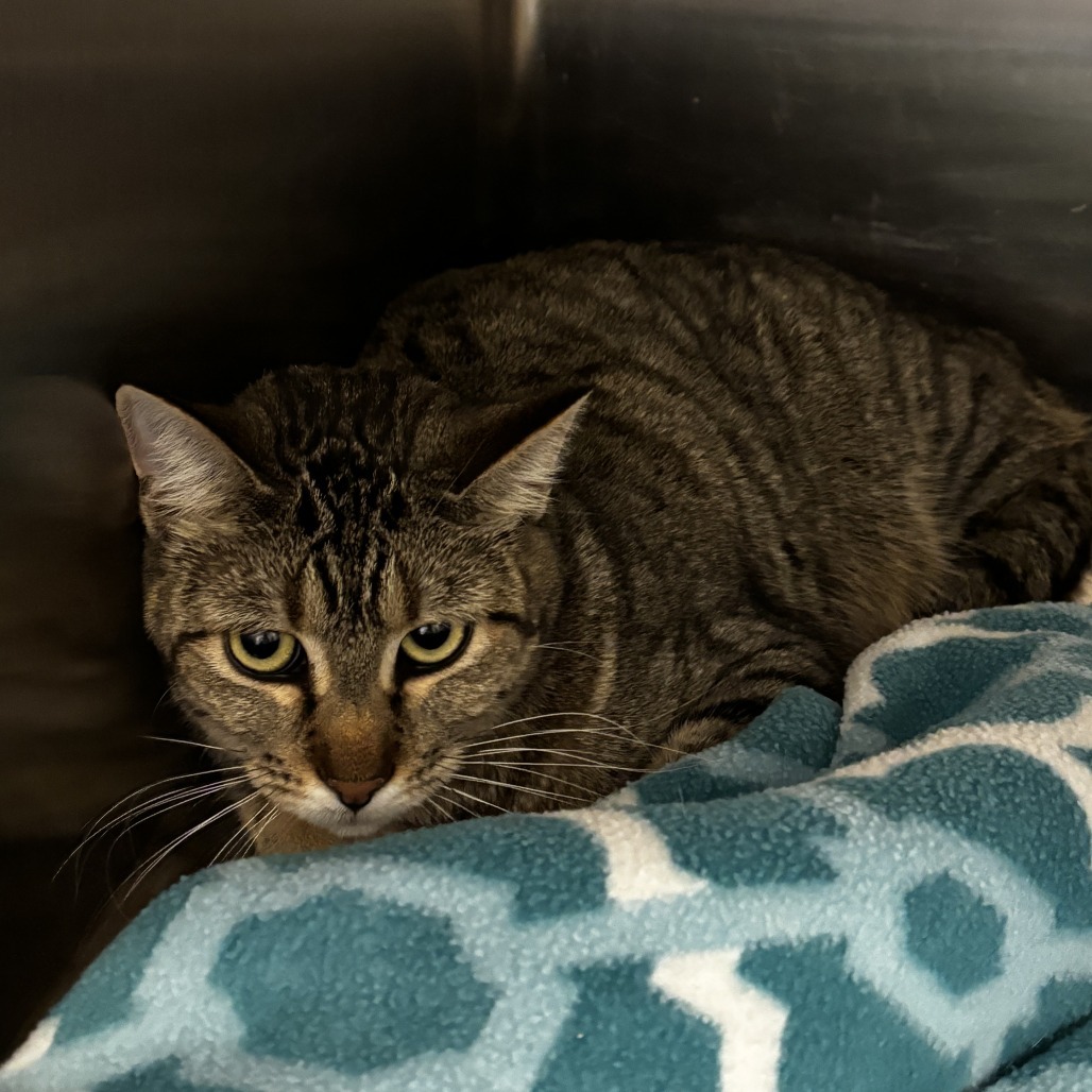 Jasmine, an adoptable Domestic Short Hair in Cody, WY, 82414 | Photo Image 1