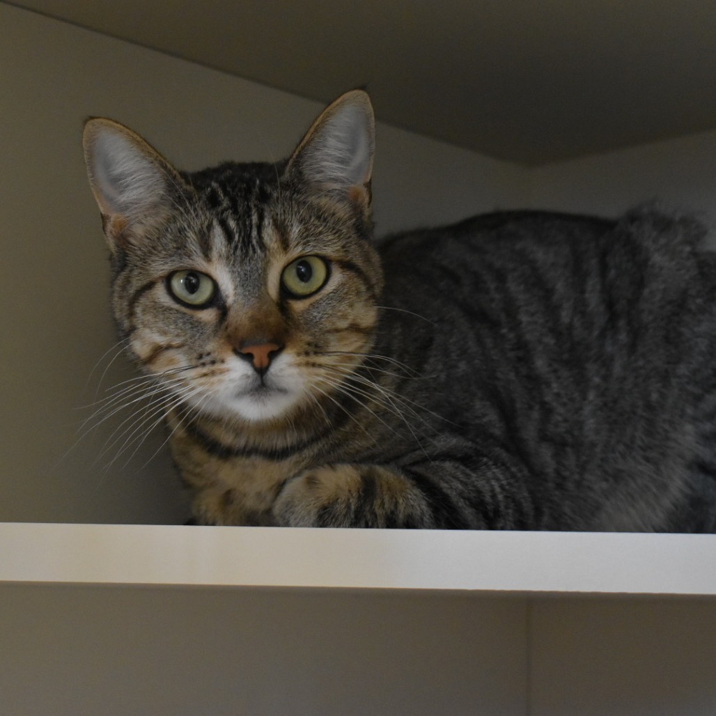Jasmine, an adoptable Domestic Short Hair in Cody, WY, 82414 | Photo Image 1