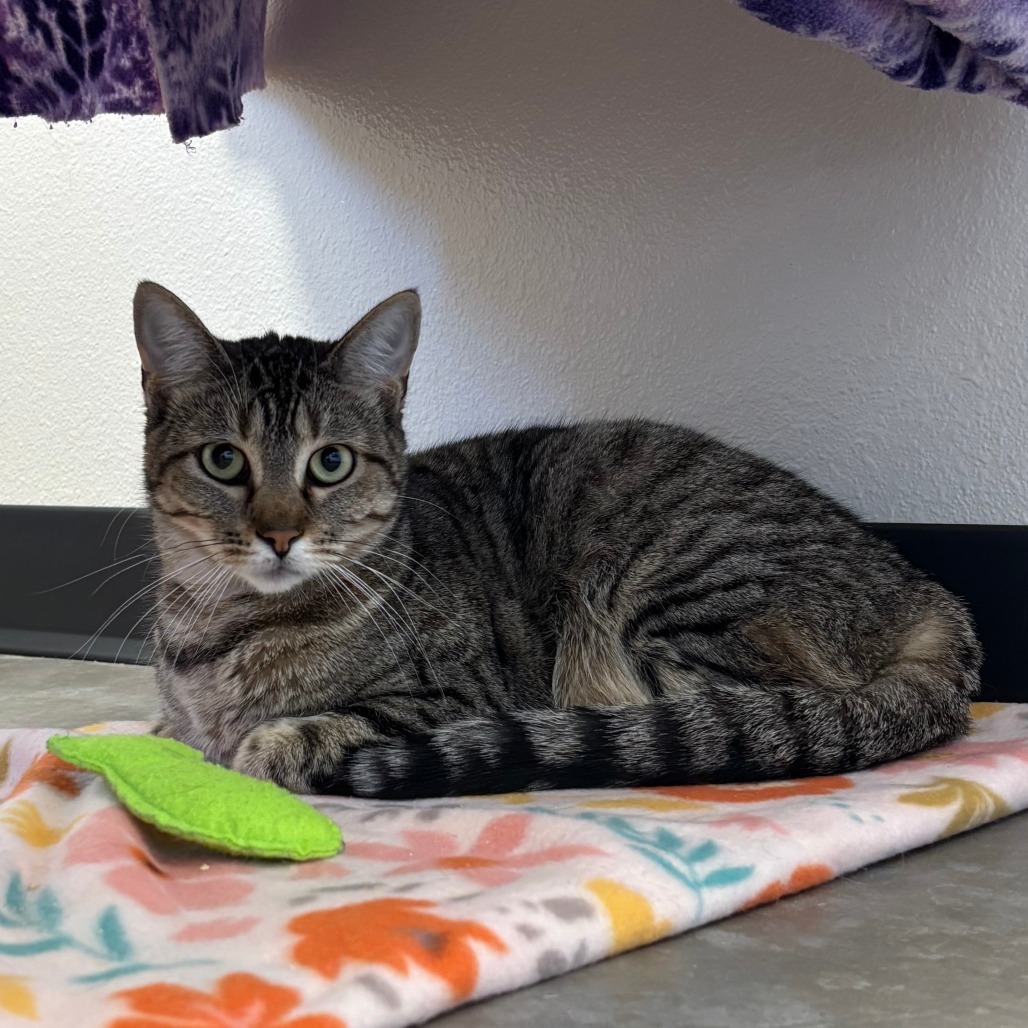 Jasmine, an adoptable Domestic Short Hair in Cody, WY, 82414 | Photo Image 2