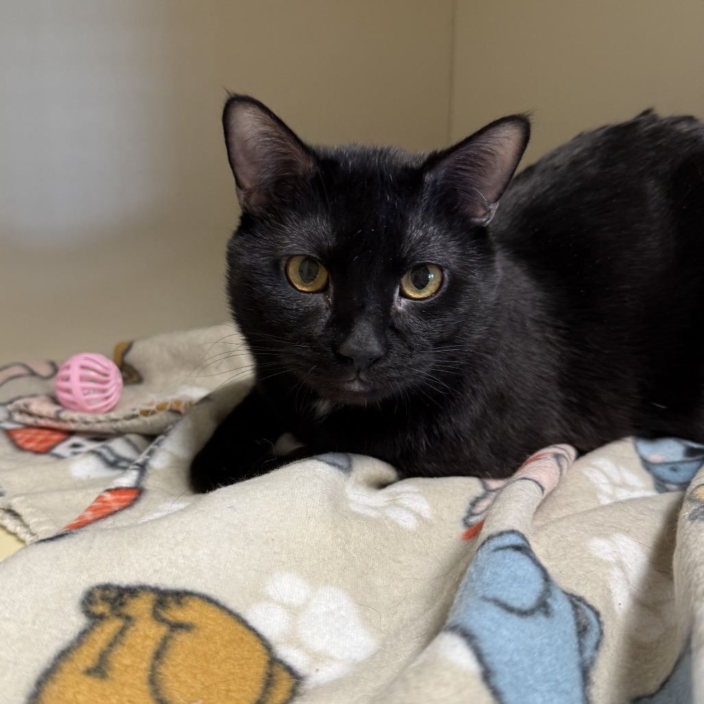 Randall, an adoptable Domestic Short Hair in Cody, WY, 82414 | Photo Image 1