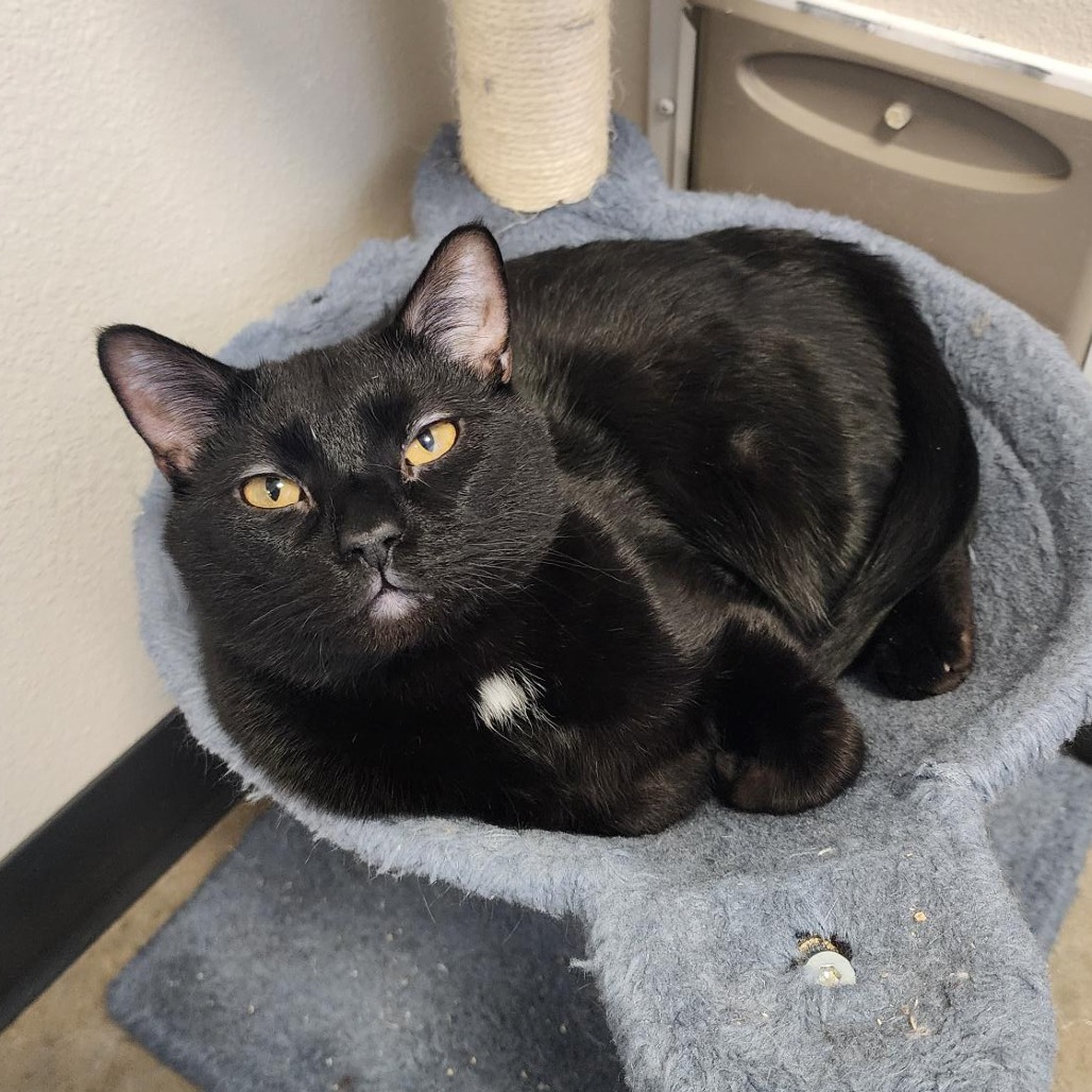 Randall, an adoptable Domestic Short Hair in Cody, WY, 82414 | Photo Image 1