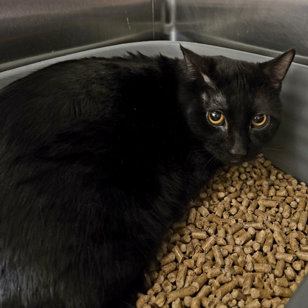 Randall, an adoptable Domestic Short Hair in Cody, WY, 82414 | Photo Image 2