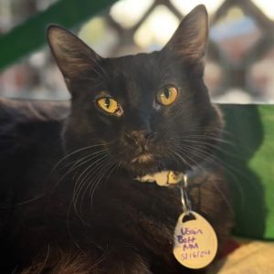 Usain Bolt, Young Male Domestic Medium Hair
