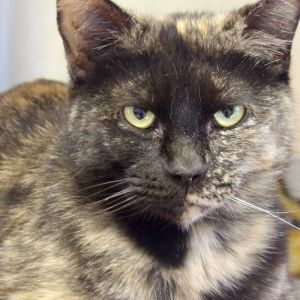 Tuna, Adult Female Domestic Short Hair