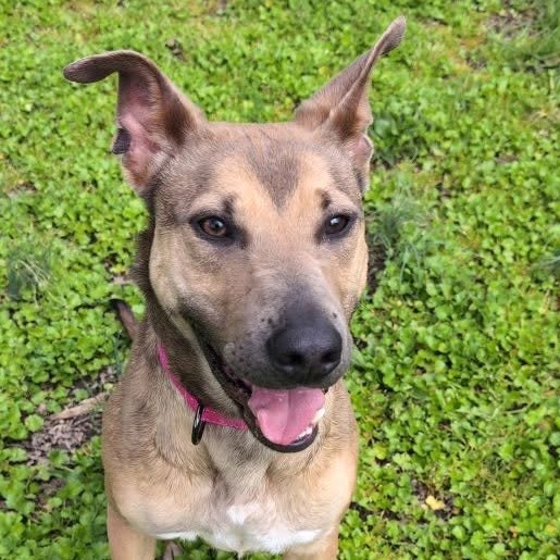 Cherry, an adoptable Mixed Breed in Redwood Valley, CA, 95470 | Photo Image 1