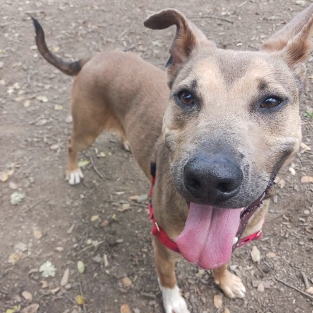 Cherry, an adoptable Mixed Breed in Redwood Valley, CA, 95470 | Photo Image 2