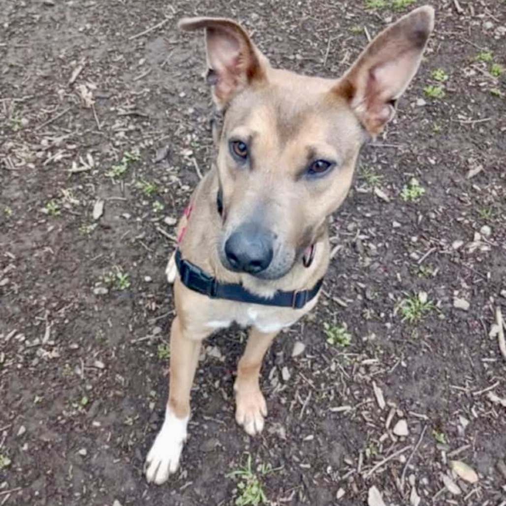 Cherry, an adoptable Mixed Breed in Redwood Valley, CA, 95470 | Photo Image 3